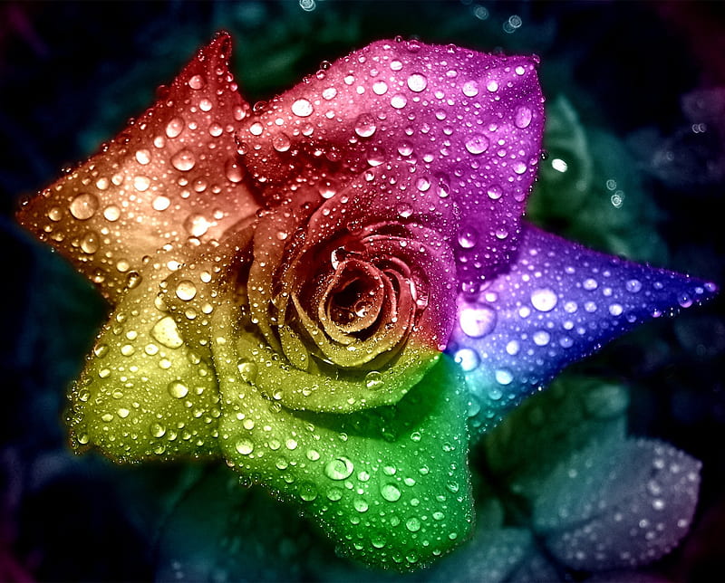 Multicolor Flower, colorful, drops, rainbow, raindrops, waterdrops, wet, HD wallpaper