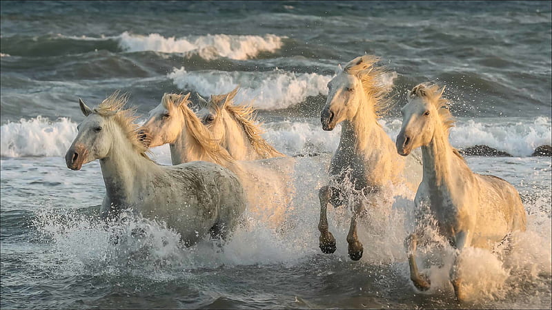 White Horses Are Running On Beach Animals, HD wallpaper