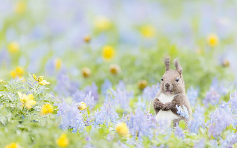 Lost in the Neverland, squirrel, yellow, spring, animal, green, flower, field, blue, HD wallpaper