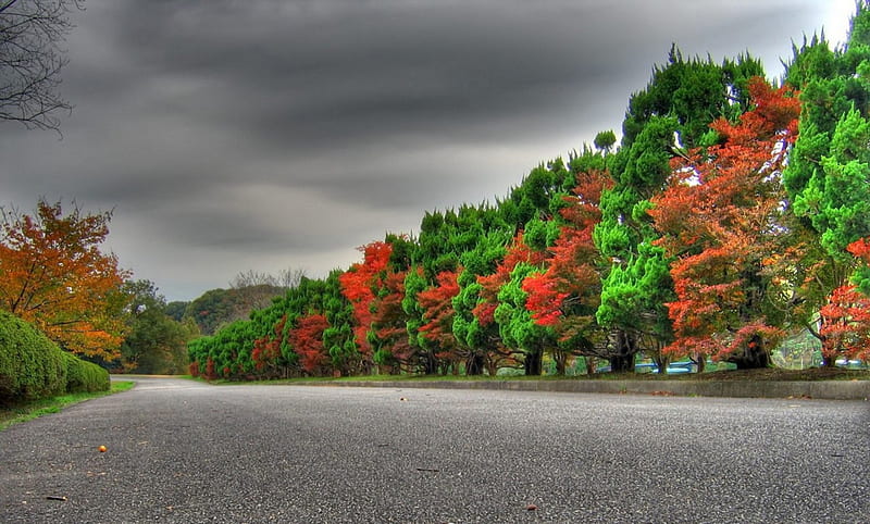 Awesome of Nature, dark sky, silent road, green and red, plants, HD  wallpaper | Peakpx