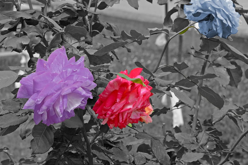 Colorful Roses, red roses, amazing roses, purple roses, blue roses, hop, HD wallpaper