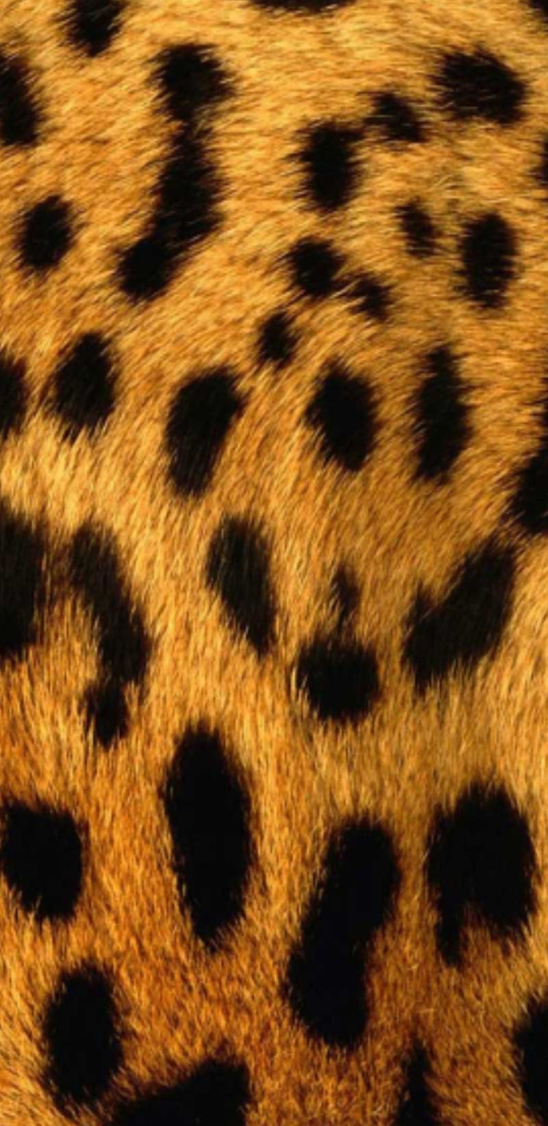 Animal 2, leopard, fur, gold, skin, leopards, print, HD phone wallpaper |  Peakpx