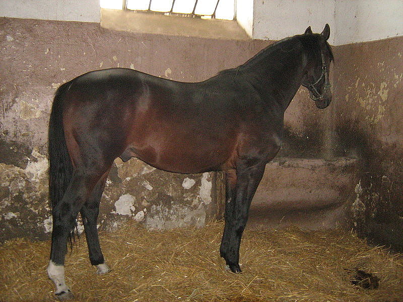 Bulgarian Wormblood Gelding, beautiful brown color, rare breed, european horse, unique steed, HD wallpaper