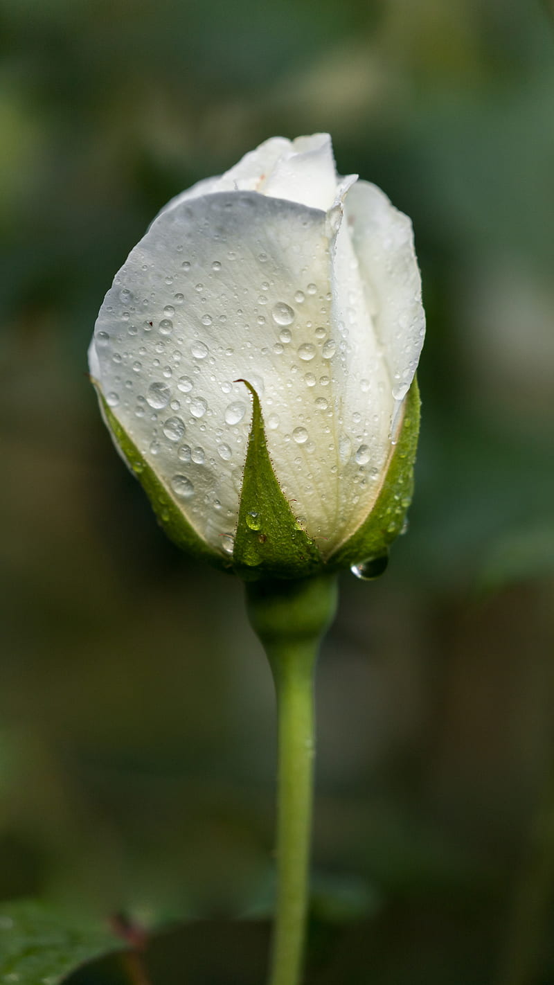 White Rose, Gill, Gill Fry, flora, flower, petal, rain drops, HD phone wallpaper