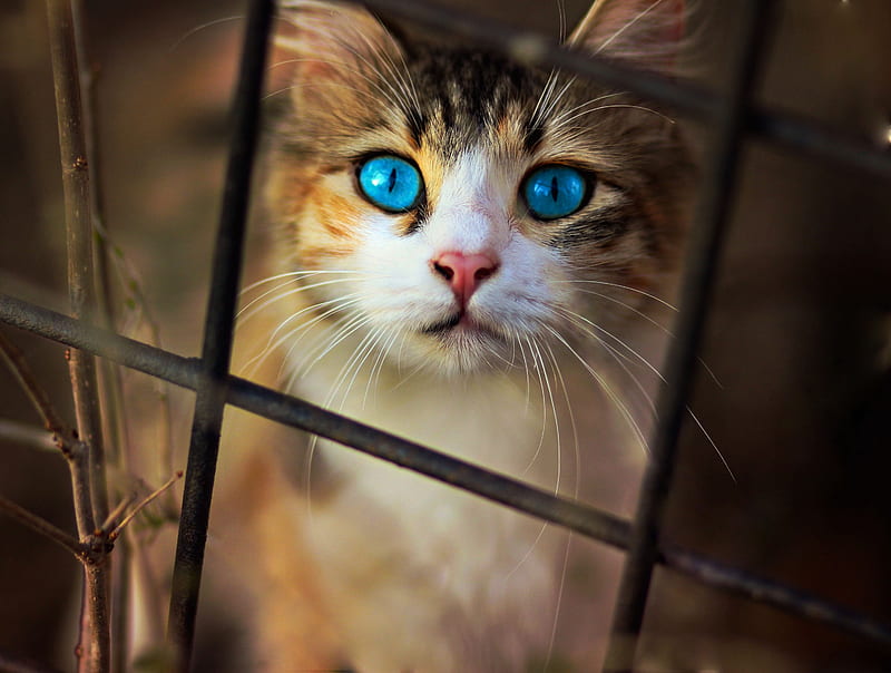 Cat Blue Eyes, cat, animals, HD wallpaper