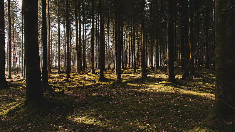 Forest trees, HD wallpaper | Peakpx