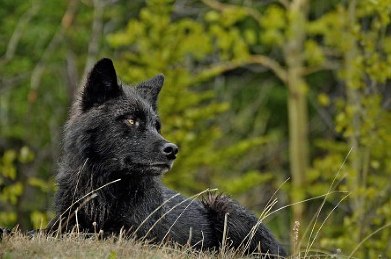 black wolf, friendship, quotes, pack, dog, lobo, arctic, black, abstract, winter, timber, snow, wolf , wolfrunning, wolf, white, lone wolf, howling, wild animal black, howl, canine, wolf pack, solitude, gris, the pack, mythical, majestic, wisdom beautiful, spirit, canis lupus, grey wolf, nature, wolves, HD wallpaper