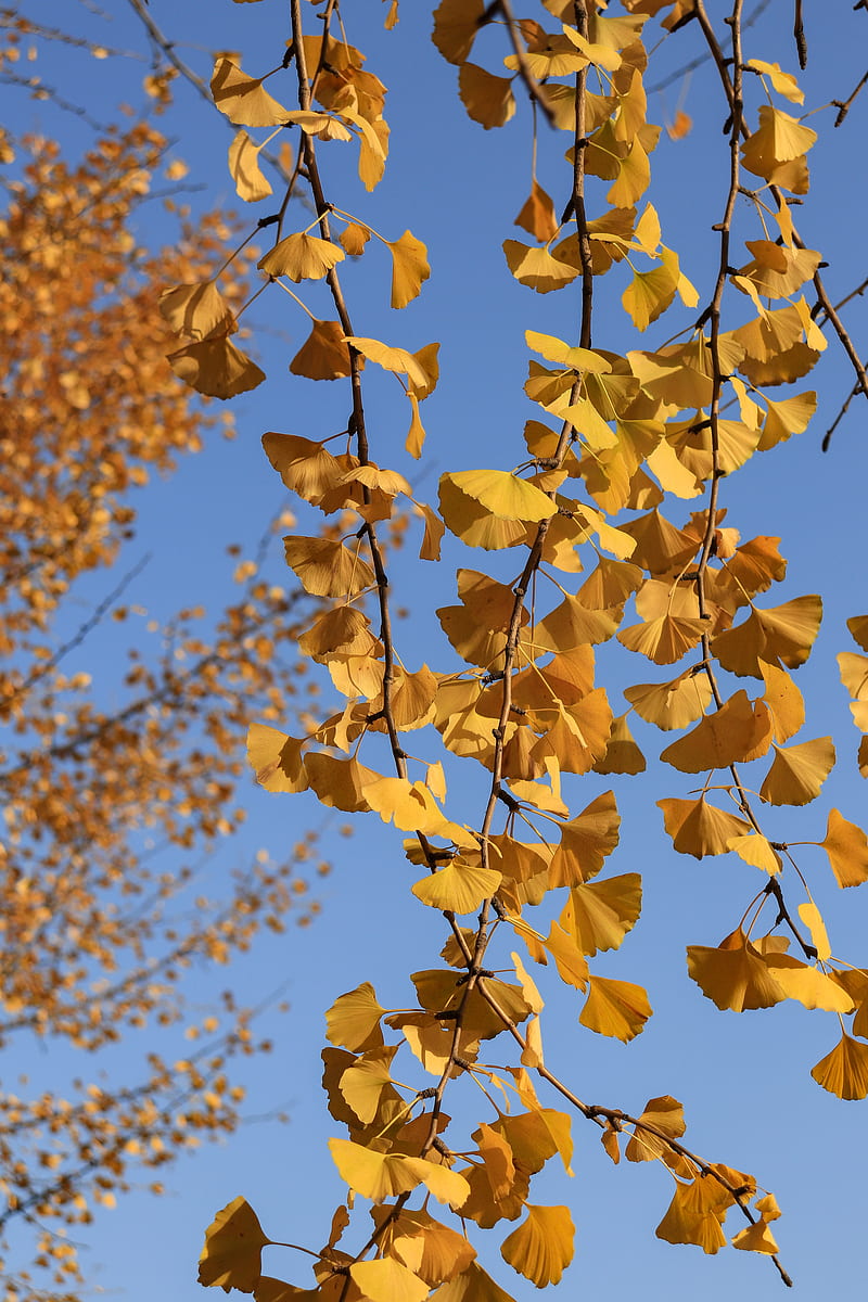 Hojas amarillas en la rama de un árbol durante el día, Fondo de pantalla de  teléfono HD | Peakpx