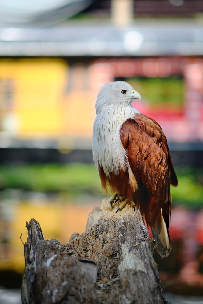 eagle, bird, white, brown, wildlife, HD phone wallpaper