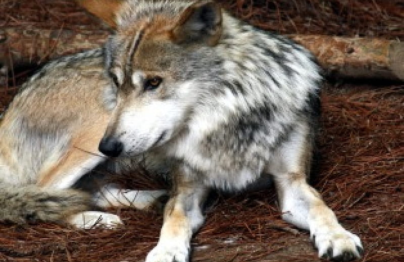 Mexican Wolf, predator, wilderness, grey wolf, central america, HD wallpaper