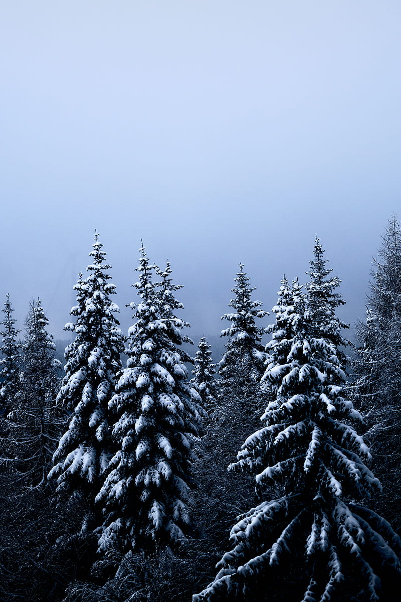 spruce, trees, snow, winter, forest, nature, HD phone wallpaper