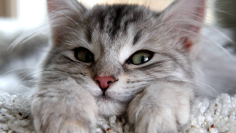 Closeup View Of White Black Cat Cat, HD wallpaper