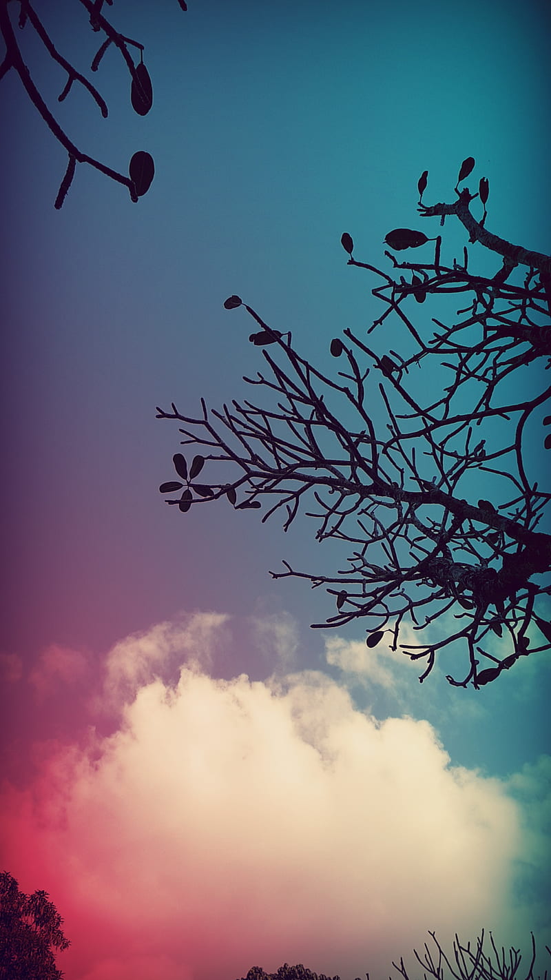 Sky, bonito, blur, lavender, morning, nature, normal, woods, HD phone  wallpaper | Peakpx