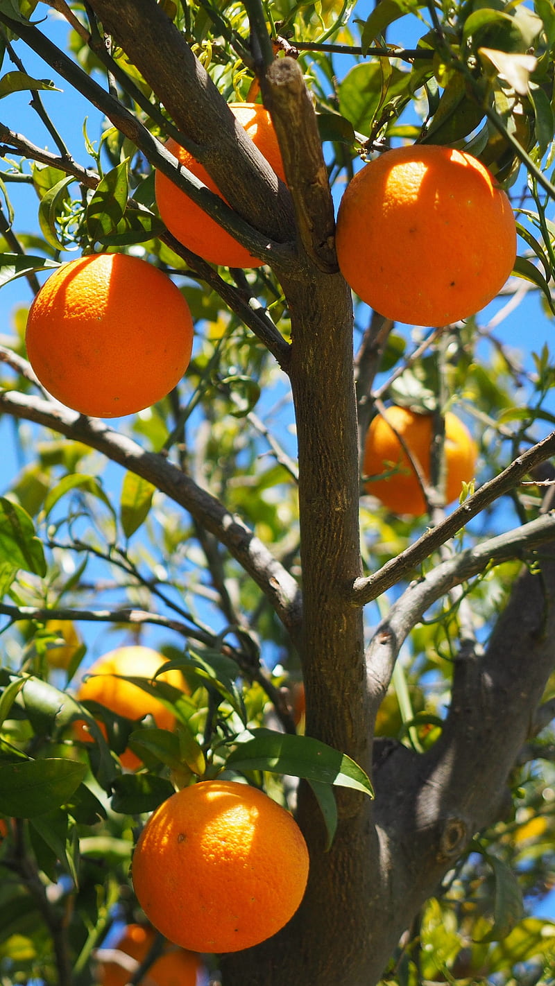 Orange Fruit , citrus, orange tree, oranges, food, orange fruit, HD phone wallpaper