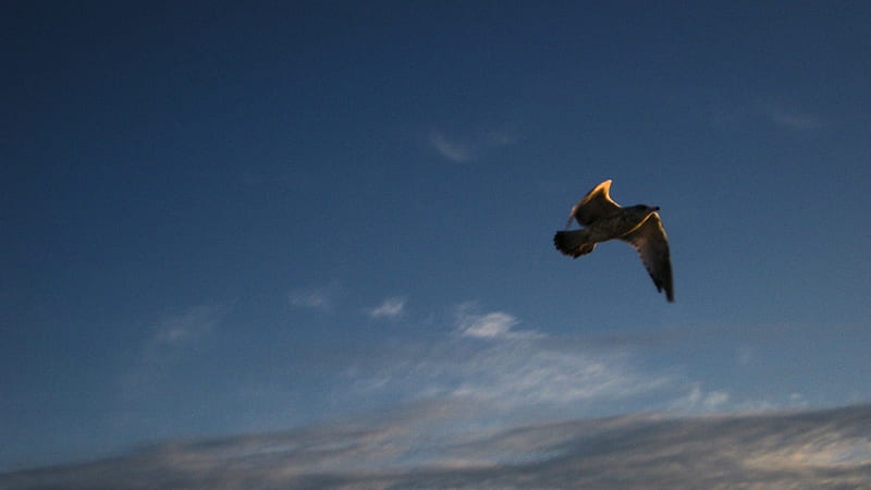 Toronto seagull, Toronto, Ontario, Blue sky, Birds, HD wallpaper