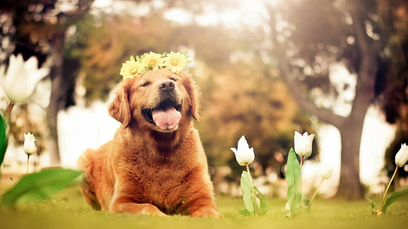 Happiness, funny, happy, puppy, dog, HD wallpaper