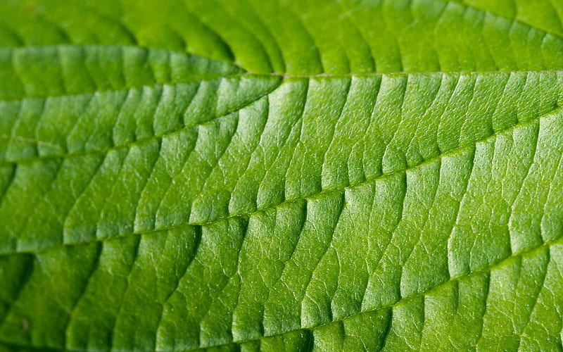 green leaf texture, eco texture, natural texture, green leaf, background with green leaf, green texture, HD wallpaper