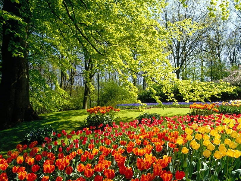 Tulip Display, shade, park, tulips, garden flowers, trees, HD wallpaper