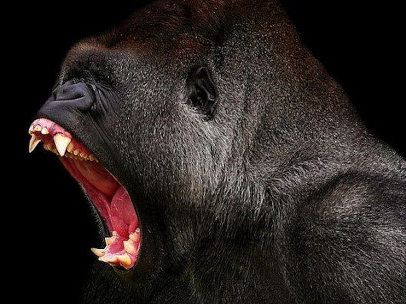 Fierce Anger!, scream, mad, monkey, bite, wild, gorilla, attack, sharp, teeth, HD wallpaper