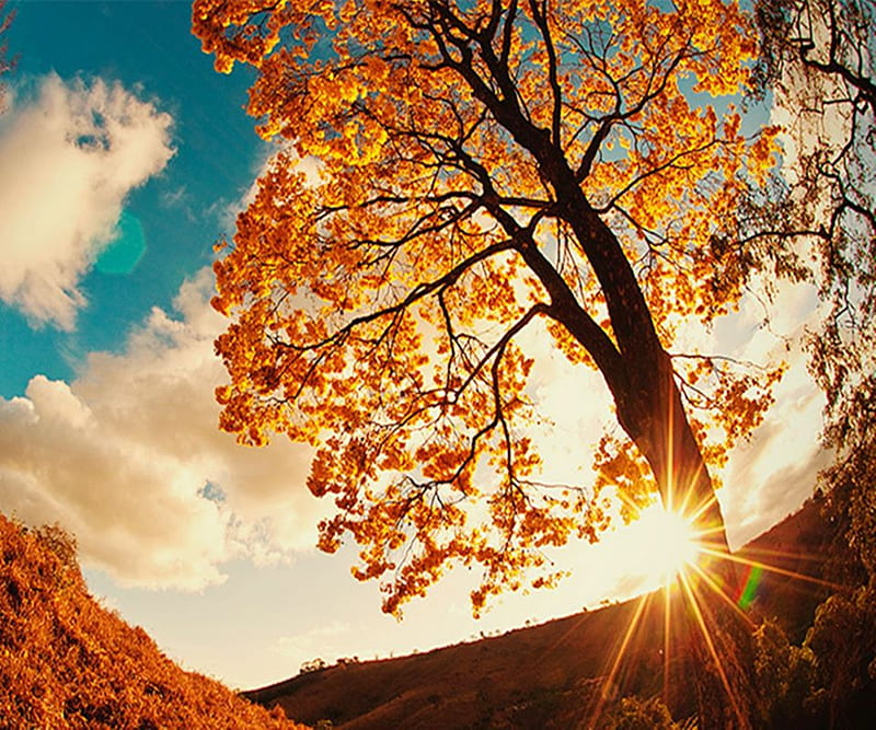 Autumn , leaf, leaves, nature, nice, sky, sun, sunlight, tree, trees, HD wallpaper