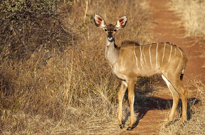 Animal, Kudu, Africa, Antelope, Wildlife, HD wallpaper