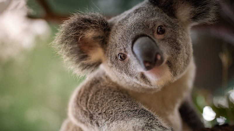 Koala, cute, bear, face, animal, HD wallpaper