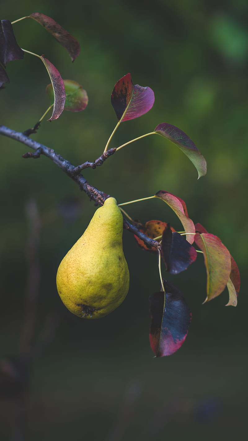 Pear on a branch, bench, food, fruit, leaf, nature, nutrition, organic, pear, sweet, HD phone wallpaper