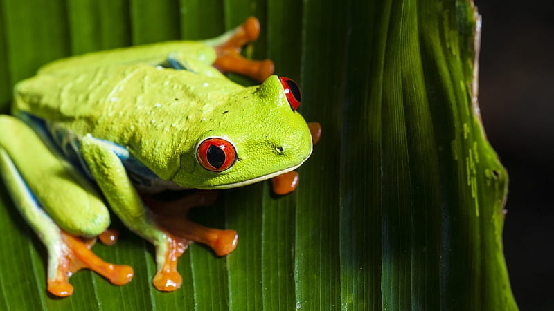 RED EYED TREE FROG, TREE, FROG, RED, EYED, HD wallpaper
