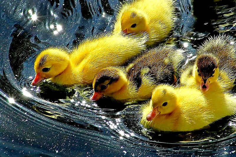 CUTE DUCKLINGS, fluffy, yellow, lake, pond, cute, five, water, swim, ducklings, HD wallpaper