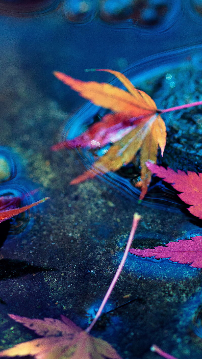 Maple Leaves, leaf, water, colorful, HD phone wallpaper | Peakpx