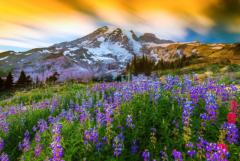 Mountain View, Mountain, Meadow, Nature, Flower, HD wallpaper Mountain View, Mountain, Meadow, Nature, Flower, HD wallpaper