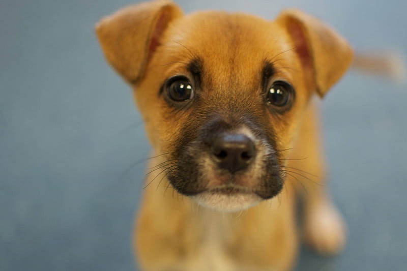 Cute Puppy, Cute, Brown, Dog, Puppy, Animal, Head, Eyes, HD wallpaper