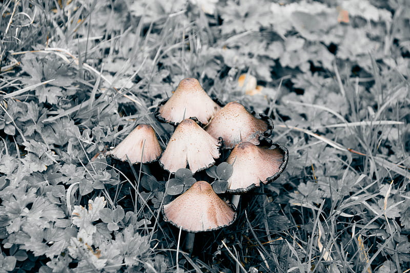 mushrooms in b&w, grass, mushroom, gris, black, white, HD wallpaper