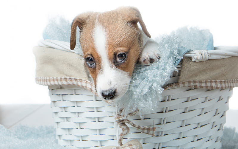 Jack Russell Terrier, puppy, little cute dog, pets, puppy in a basket, cute animals, dogs, HD wallpaper