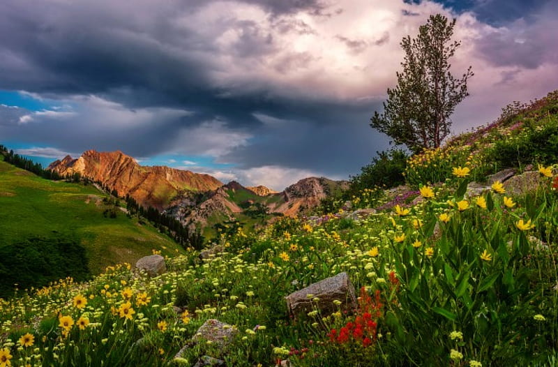 Mountain wildflowers, rocks, lovely, grass, bonito, sky, clouds, freshness, mountain, wildflowers, summer, nature, landscape, meadow, HD wallpaper