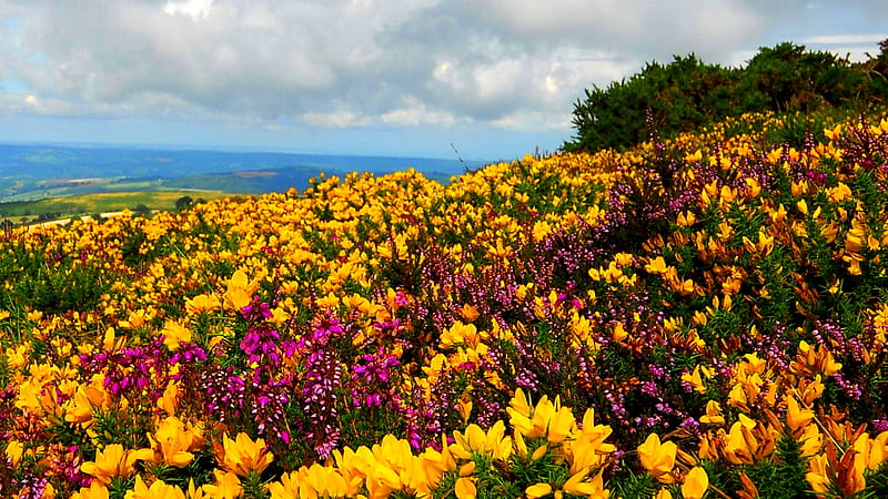 Closeup View Of Yellow Pink Wildflowers During Sunny Day Under White Clouds Blue Sky Flowers, HD wallpaper