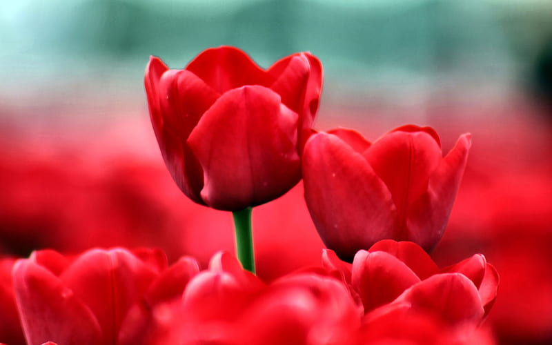 Red Tuips red, romance, bonito, floral, graphy, love, wide screen, flower,  beauty, HD wallpaper | Peakpx