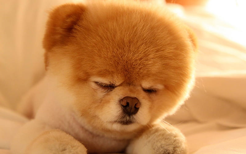 Boo, cute animals, sleeping boo, puppy, dogs, spitz, funny dog, Pomeranian dog, pets, Pomeranian Spitz, HD wallpaper