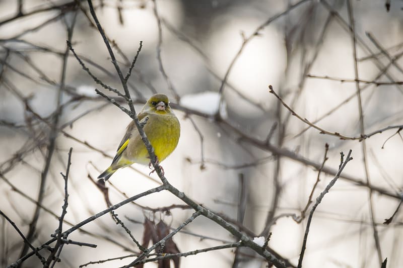 greenfinch, bird, branch, winter, HD wallpaper