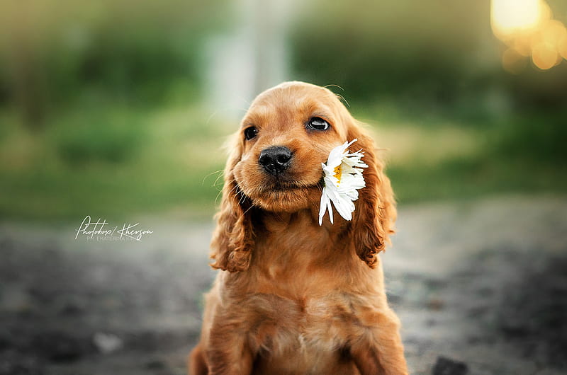 Dog With Flower In Mouth, dog, animals, HD wallpaper