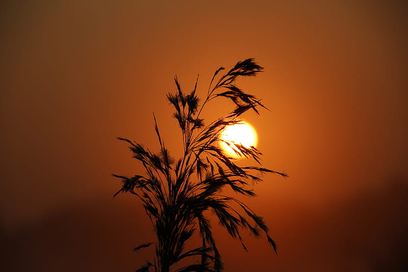 sunset, grass, silhouette, sun, HD wallpaper