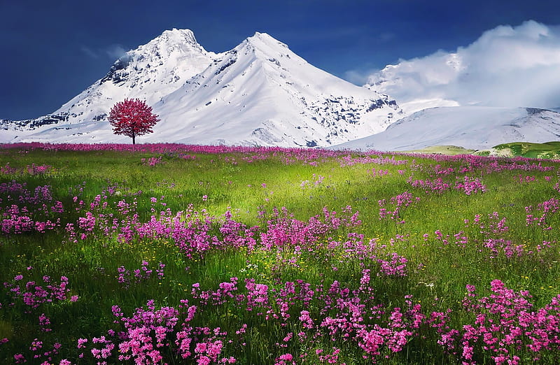 Summer Mountains Meadows, tree, snow, mountains, summer, flowers, nature, meadows, HD wallpaper