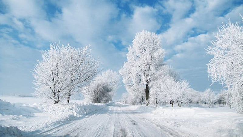 Winter Snow Covered Trees Path Under Blue Sky During Sunny Day Winter ...