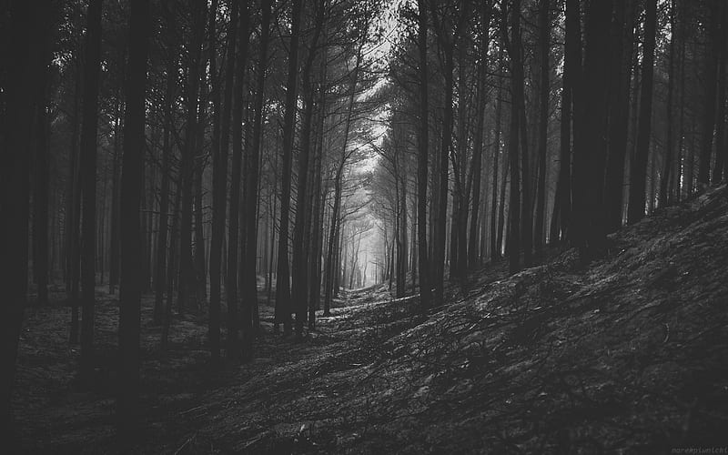 forest, trees, bw, branches, HD wallpaper