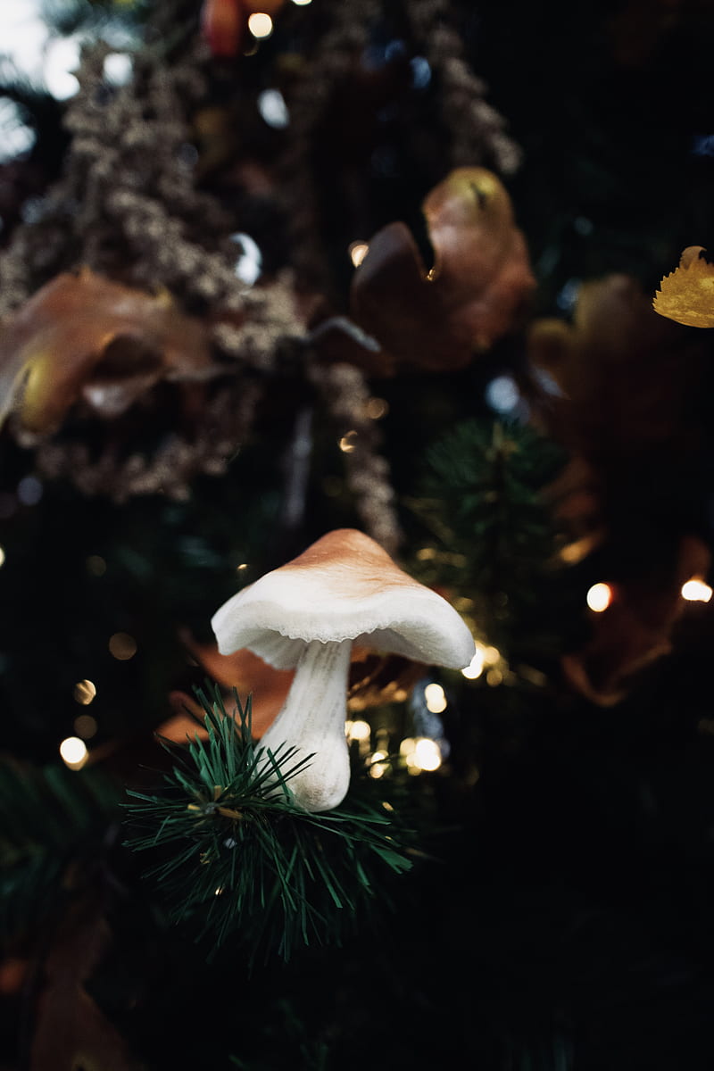 white mushroom in green pine tree, HD phone wallpaper