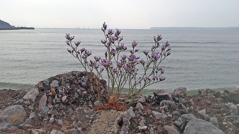 Sea Lavender, beach, devon, plants, flowers, lavender, sea, HD wallpaper