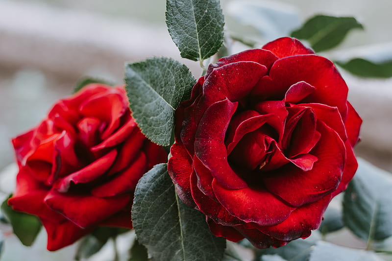 rose, flower, red, closeup, HD wallpaper