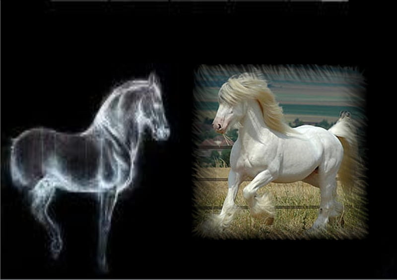 White Gypsy Vanner, draft horse, white horse, running horse, gypsy vanner, HD  wallpaper | Peakpx