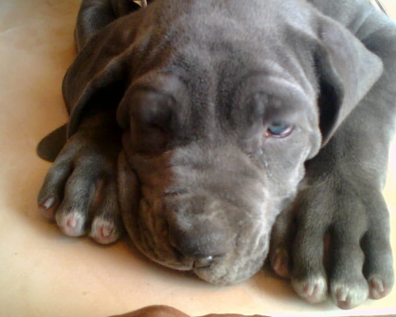 Cute Pup bruno, cute, pup, bruno, mastiff, HD wallpaper