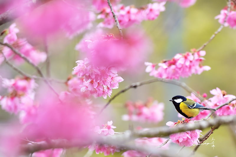 Great Tit, bird, flower, pasari, pitigoi, pink, blue tit, sakura, spring, cherry blossom, HD wallpaper